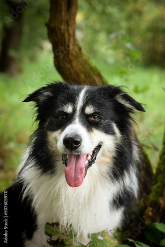 Autumn portrait of border collie. He is so cute in the leaves. He has so lovely face.