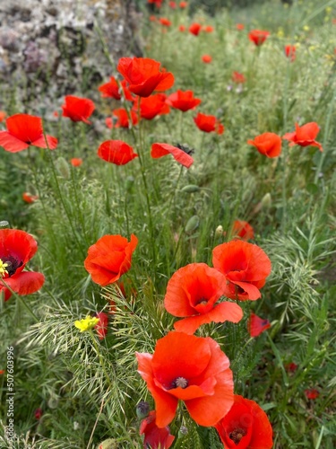 campos de amapolas . colores de la naturaleza