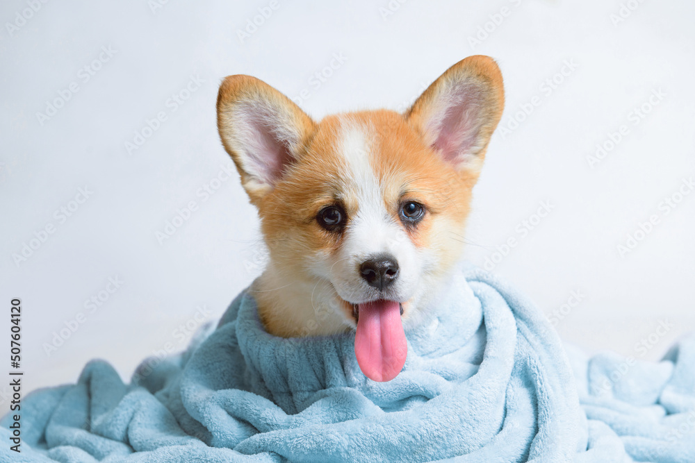 Funny wet puppy of the corgi breed after bath wrapped in towel. Just washed cute dog in bathrobe on gray background. Funny wet puppy of the corgi breed after bath wrapped in towel. Just washed cute dog in bathrobe on gray background.