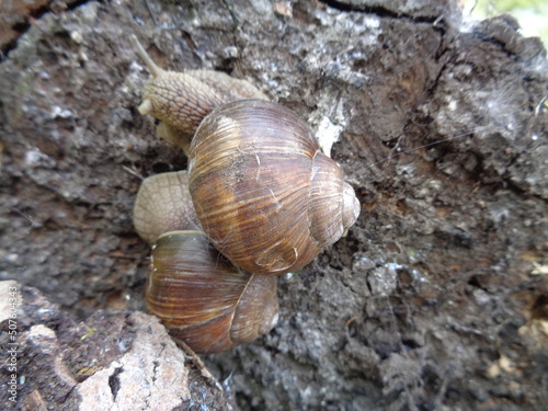 snails on the stump