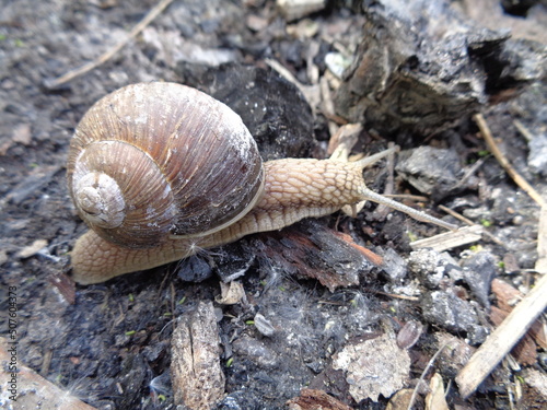 snail on the stump