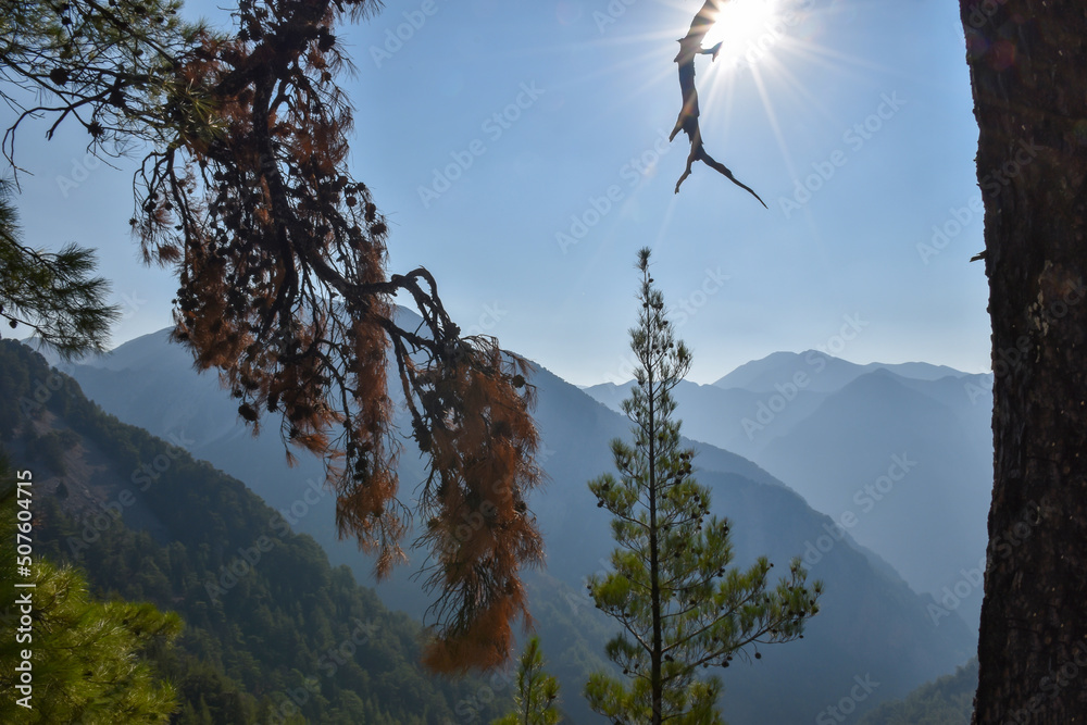 Obraz premium Panoramic view of Samaria gorge vegetation