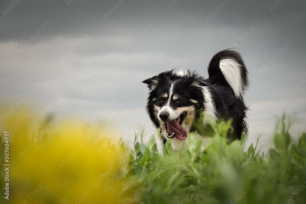 Border collie is running in yellow colza. He is running for his breader Border collie is running in yellow colza. He is running for his breader