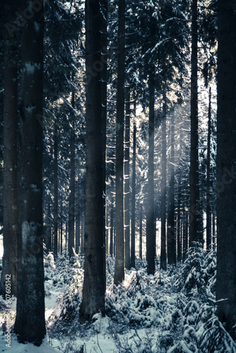 Sun shining through winter wonderland woodlands covered in snow