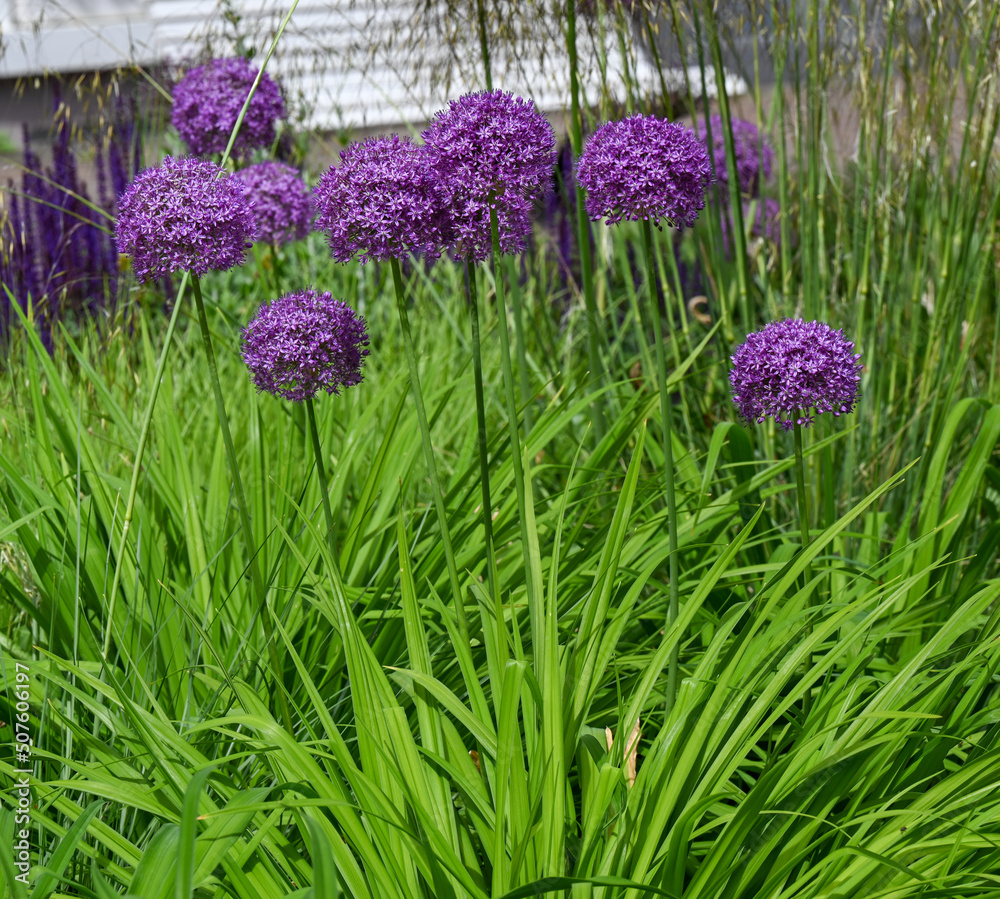 Fototapeta premium Flower head of Allium Purple Sensation(Allium aflatunense)_ Baden-Baden, Germany