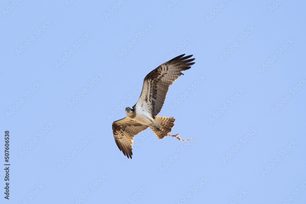 Obraz premium Osprey (Pandion haliaetus) aka sea hawk, fish eagle or fish hawk, a fish-eating bird of prey flying and carrying a branch for its nest. 