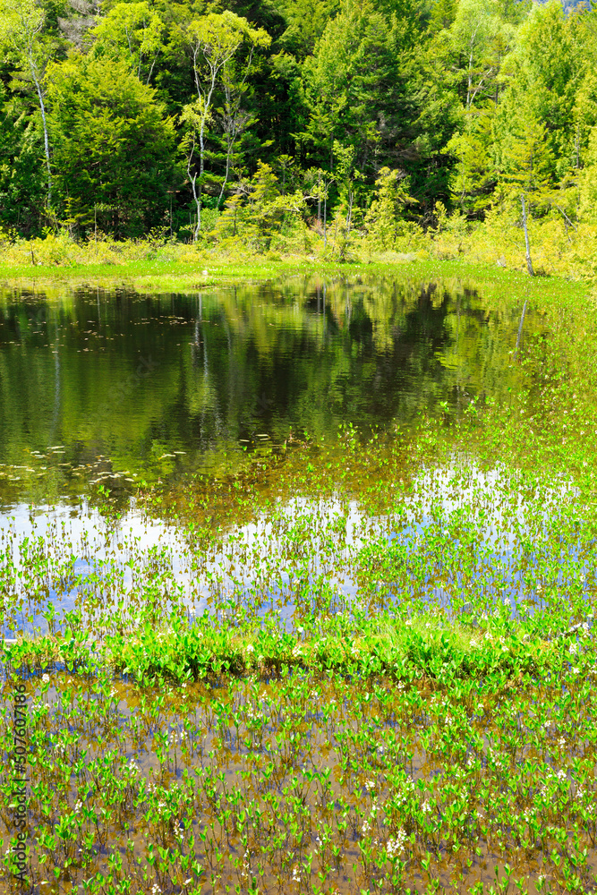 pond in the forest pond in the forest