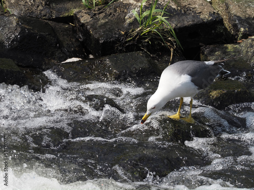 Seagulls looking for food in the river