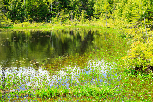  pond in the forest