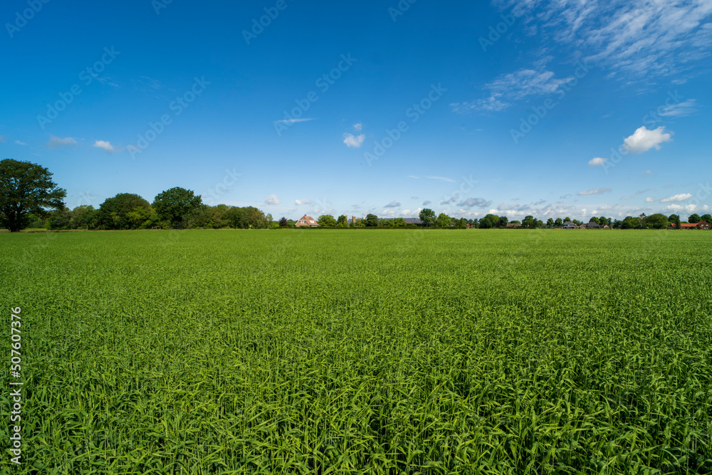 Field full of crops in Weert near the Belgium border