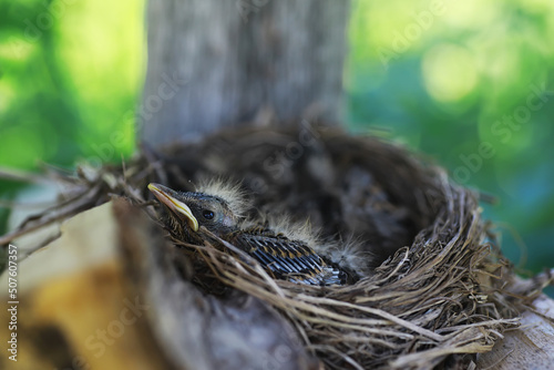 Bird's nest with bird in early summer. Eggs and chicks of a small bird. Starling. Feeds the chicks.