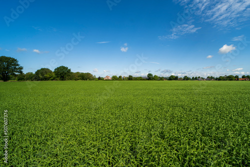 Field full of crops in Weert near the Belgium border