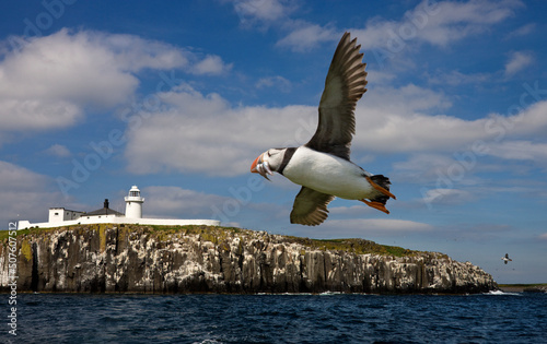 Puffin - Farne Islands off the Northumberland coast in the northeast of England photo
