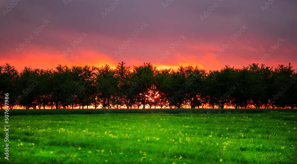 Sunset over the horizon between the crowns of trees Summer sunset in the countryside. Field of young wheat in the evening