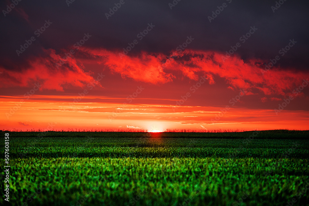 beautiful red sky with clouds before sunset over the horizon in a green field of wheat. Summer sunset in the countryside. The last rays of the sun..sunset