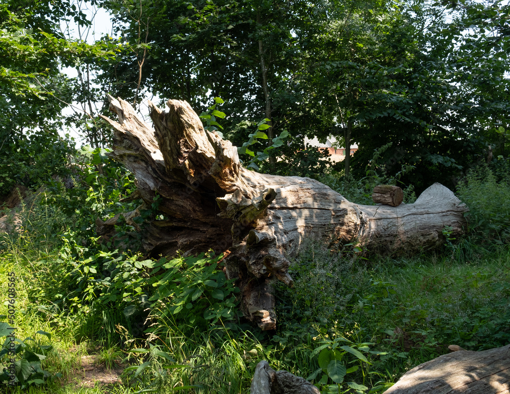 dead tree trunk