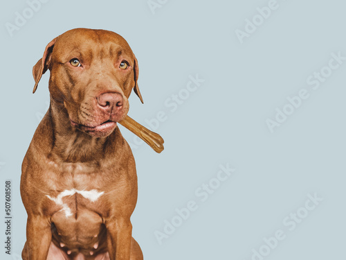 Lovable, pretty brown puppy, holding a bone. Close-up, indoors. Day light. Concept of care, education, obedience training and raising pets