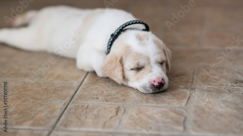 cute sleeping puppy on pavement floor
