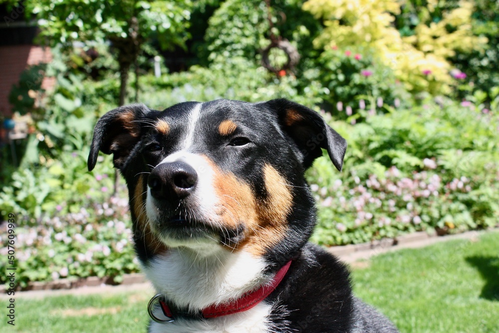 dog in the garden dog in the garden
