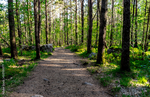 Obraz na płótnie A Lifjel marked tourist trekking route through forest starting in Dale, Sandnes, Norway, May 2018 w salonie