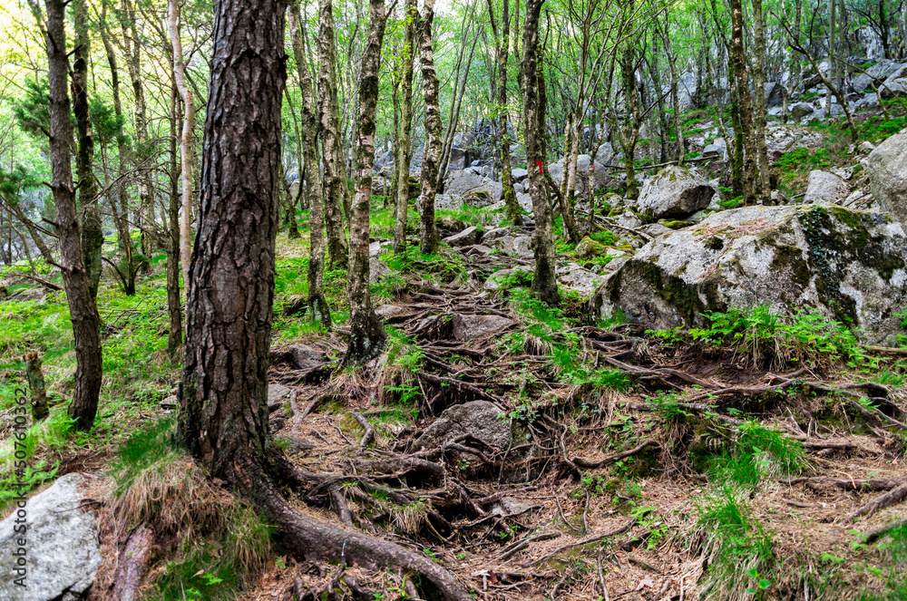 Multiple roots covering rocky in a forest on a tourist hiking route to Lifjel, Sandnes, Norway, May 2018