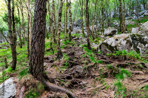Obraz na płótnie Multiple roots covering rocky in a forest on a tourist hiking route to Lifjel, Sandnes, Norway, May 2018 w salonie