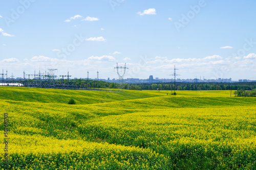 A yellow rapeseed field with growing seedlings and electric power lines with wires and metal towers. Rural agro landscape background