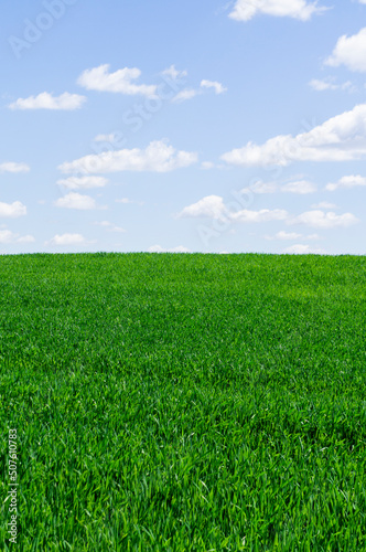 Beautiful green landscape with seedlings and grass growing up under a blue sky