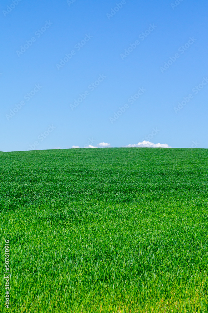 Beautiful green landscape with seedlings and grass growing up under a blue sky Beautiful green landscape with seedlings and grass growing up under a blue sky