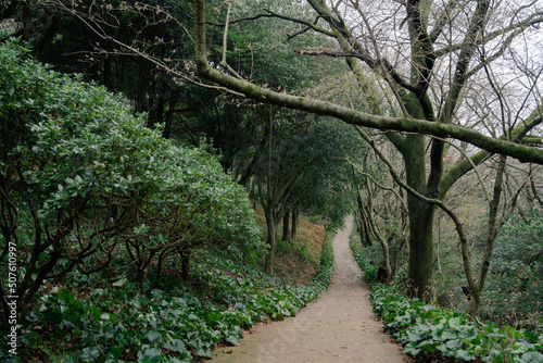 Halla Arboretum forest road in Jeju Island, Korea