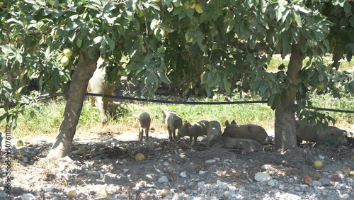 Sow with her Offspring Eats the Apples
