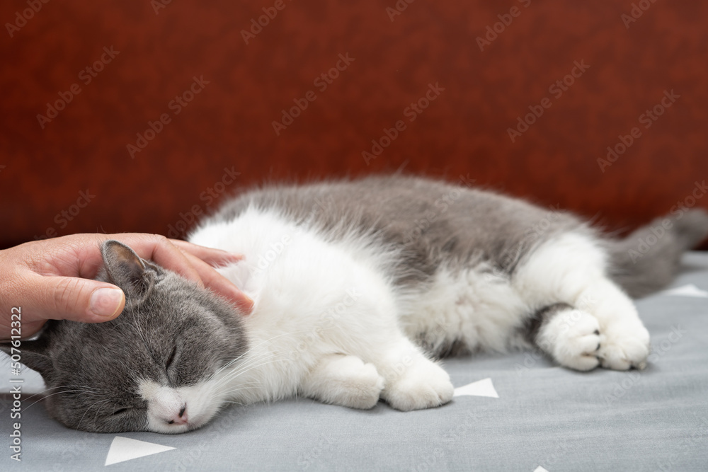 man gently stroking a lovely british shorthair cats head and she enjoys it a lot