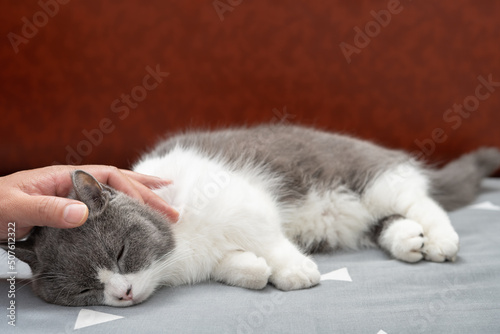 man gently stroking a lovely british shorthair cats head and she enjoys it a lot