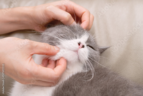lady gently stroking a lovely british shorthair cats head and she enjoys it a lot