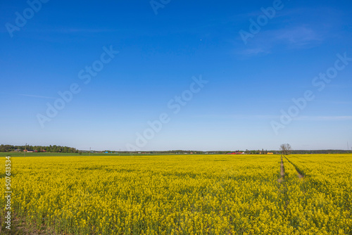 Gorgeous country landscape view.  Beautiful spring view of flowering rapeseed field against blue sky. Sweden.