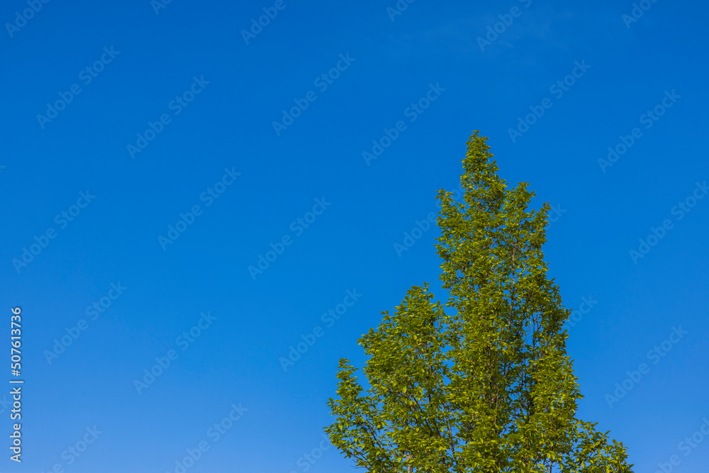 Beautiful view of top of green tree against blue sky on sunny warm day. Beautiful view of top of green tree against blue sky on sunny warm day.
