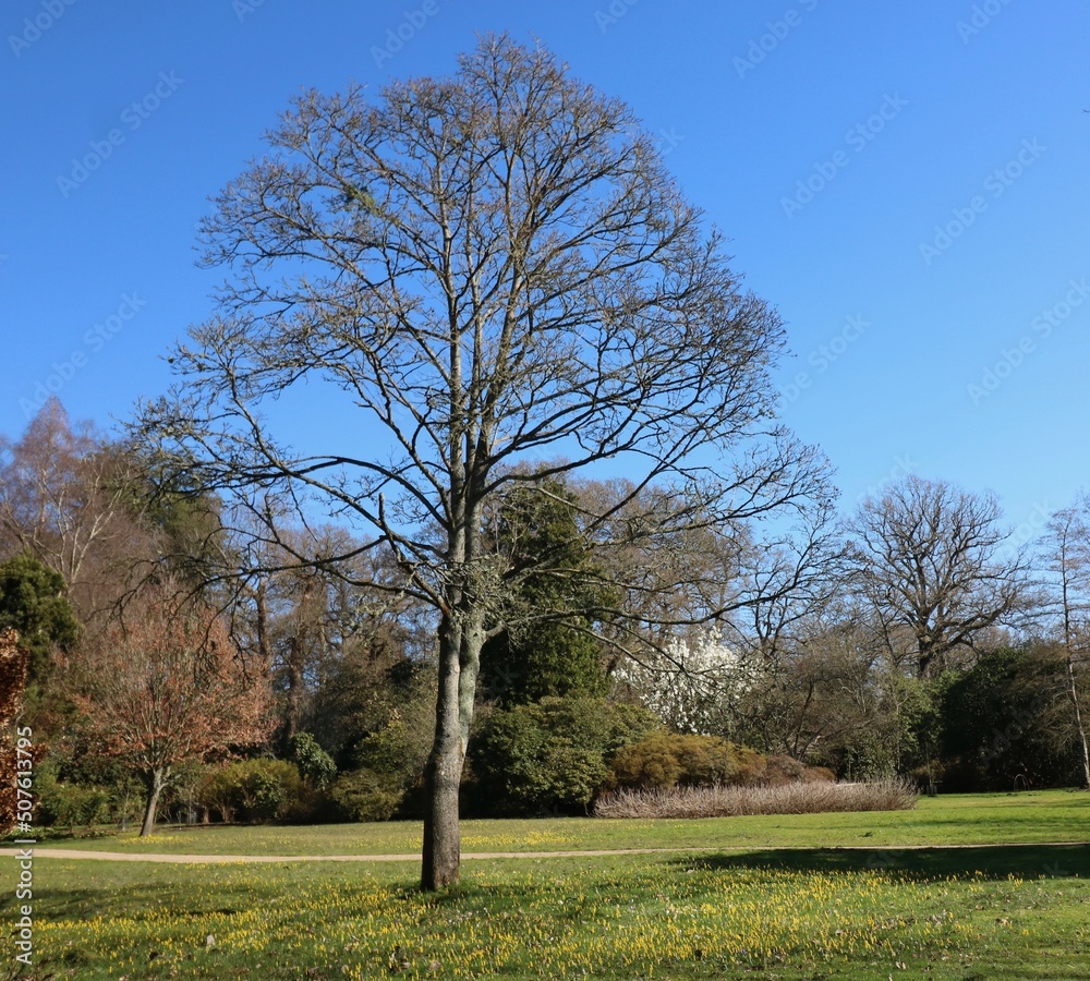 Fototapeta premium Image of single tree without foliage in spring against blue sky