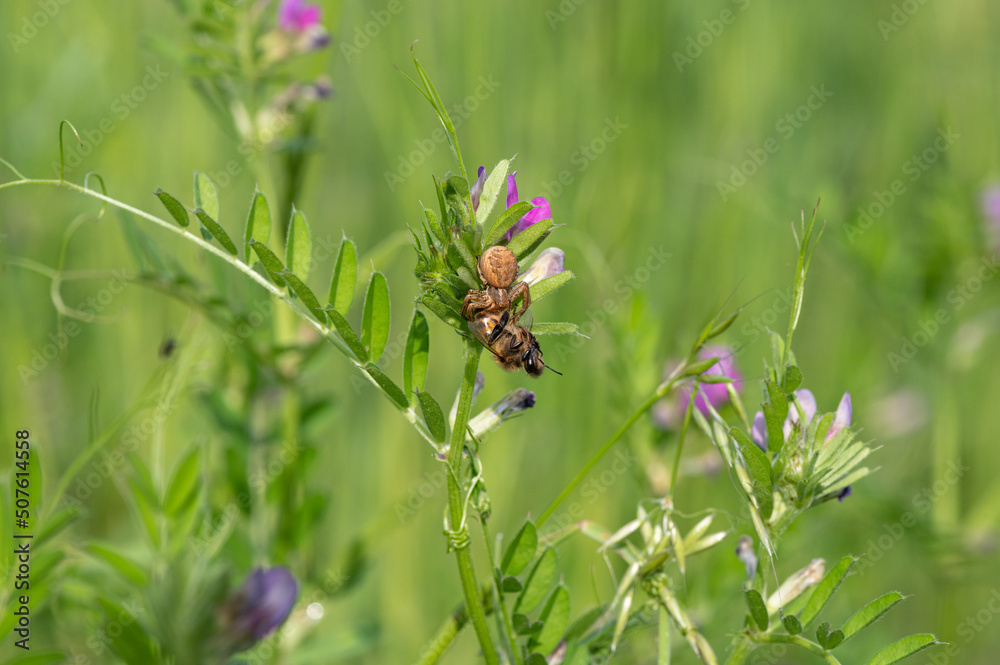 Araignée Xysticus sp mange Abeille Apis mellifera Araignée Xysticus sp mange Abeille Apis mellifera