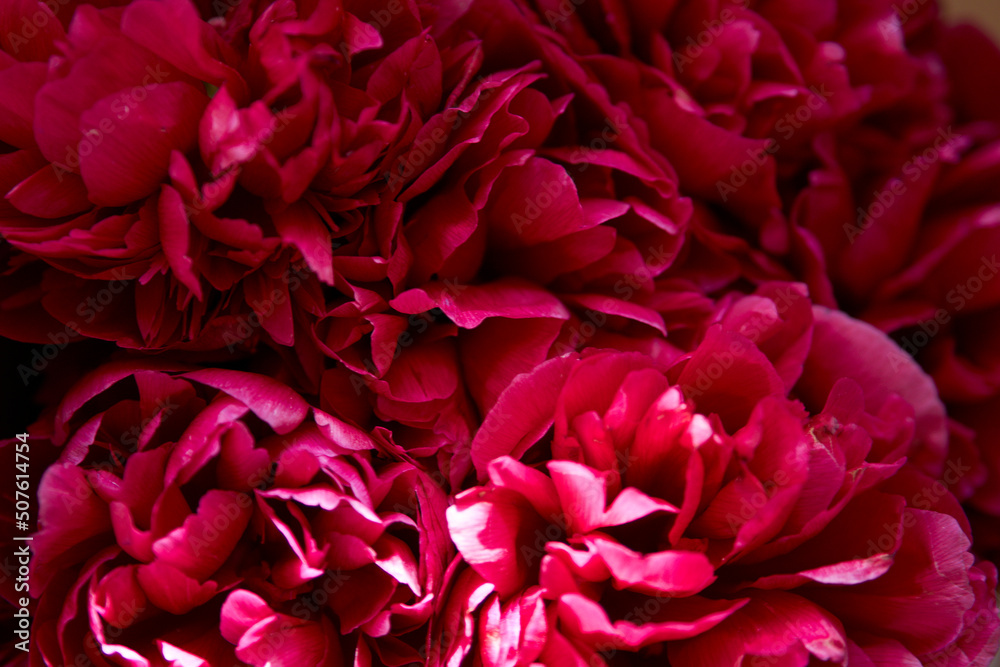 bouquet of peonies. Beautiful bouquet. Close-up of peonies. bouquet of peonies. Beautiful bouquet. Close-up of peonies.