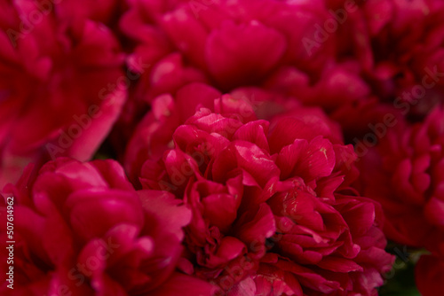 bouquet of peonies. Beautiful bouquet. Close-up of peonies. 