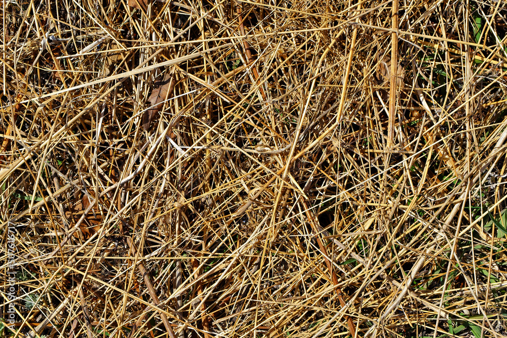 The texture of yellowed, dried, last year's grass with new greenery breaking through.