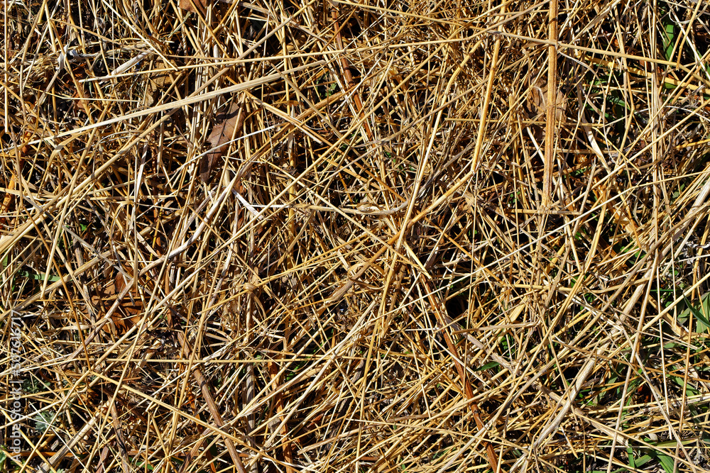 The texture of yellowed, dried, last year's grass with new greenery breaking through. The texture of yellowed, dried, last year's grass with new greenery breaking through.