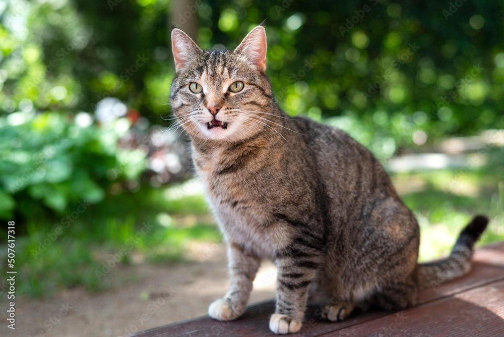 Portrait of cute tabby kitten looking scared, shocked or surprised on green blur background Portrait of cute tabby kitten looking scared, shocked or surprised on green blur background