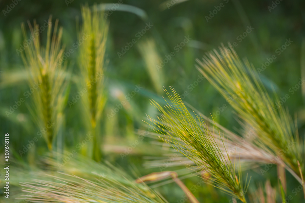 Common barley (Hordeum vulgare L.) - a species of plant in the family of grasses. A common grain plant to grow. Common barley (Hordeum vulgare L.) - a species of plant in the family of grasses. A common grain plant to grow.