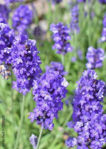 blooming lavender flowers on a field close-up