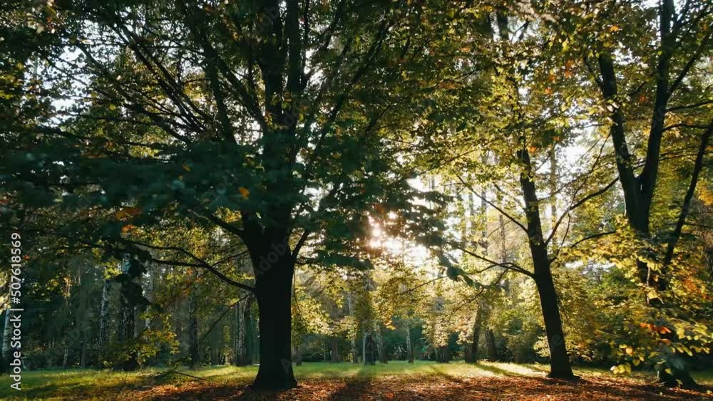 Sunlight hitting the leaves of a tree during sunset. Flying backwards through the trees in a park. People relaxing taking a walk in the middle of the nature Sunlight hitting the leaves of a tree during sunset. Flying backwards through the trees in a park. People relaxing taking a walk in the middle of the nature