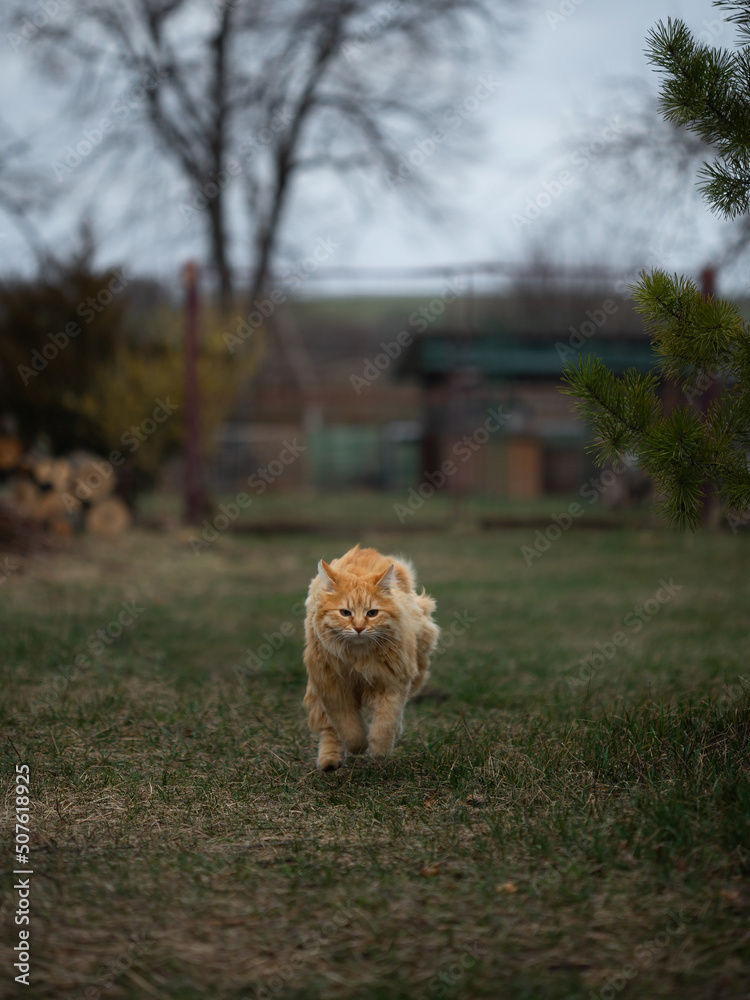 Red cat runs across the lawn in cloudy weather