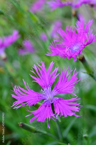                                        Dianthus superbus var. longicalycinus