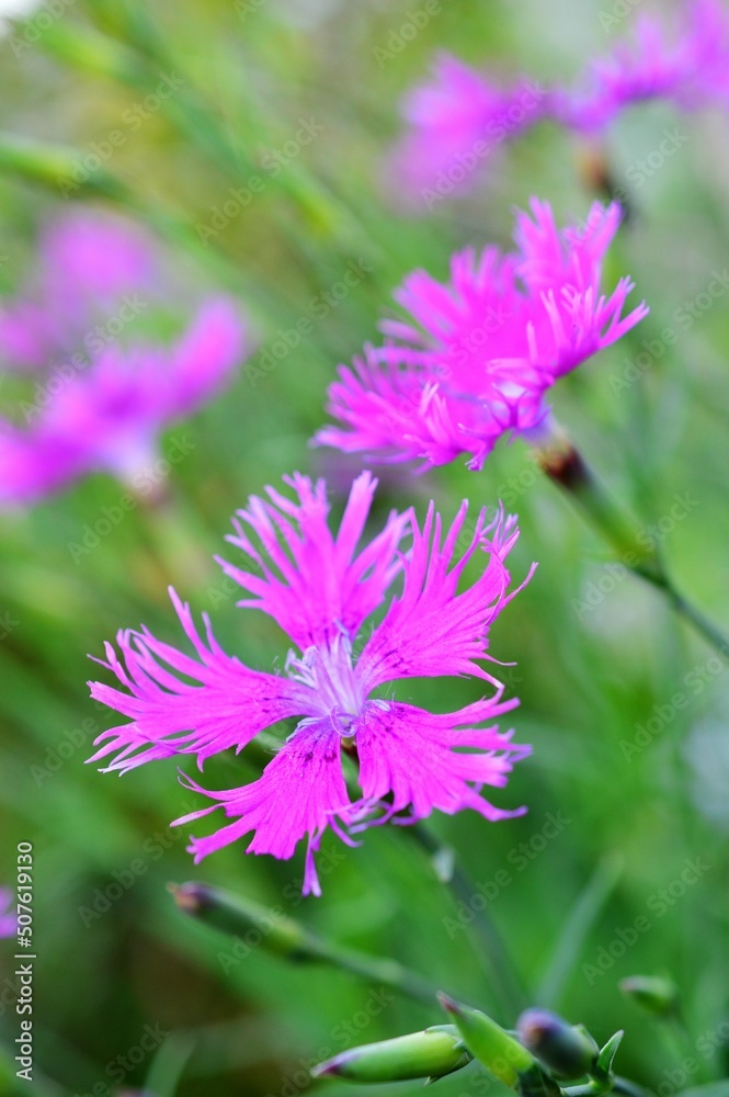 カワラナデシコ（河原撫子）Dianthus superbus var. longicalycinus