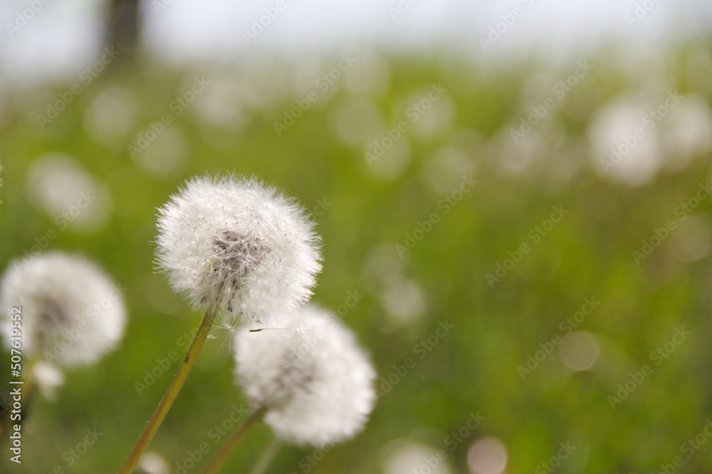 Dandelions among the green lawn. On a blurred background. Place for text.